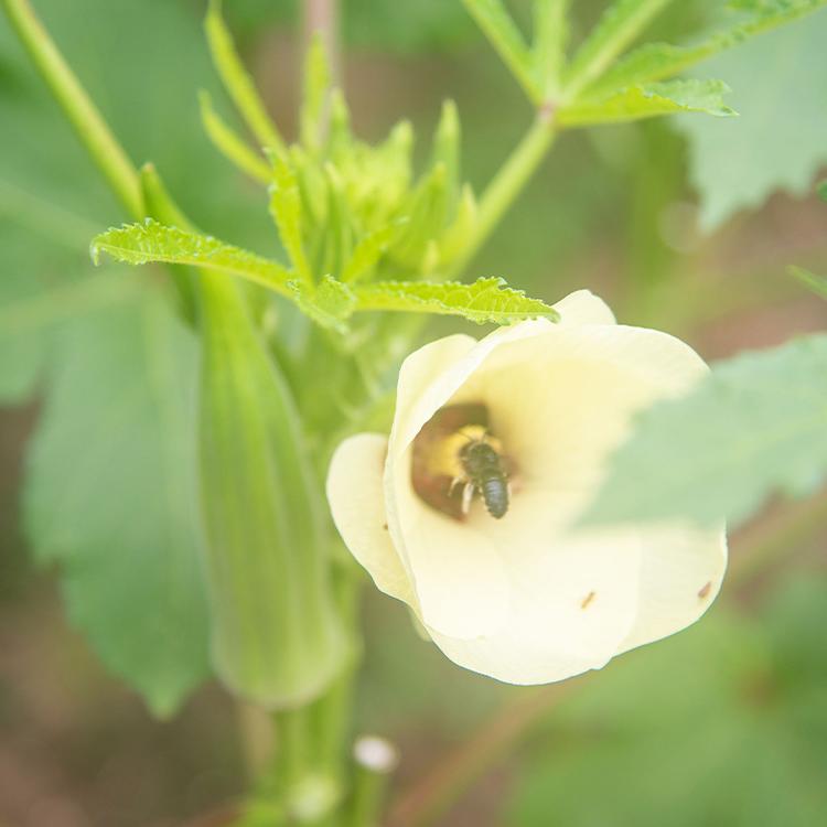 蜜蜂会冬眠吗??